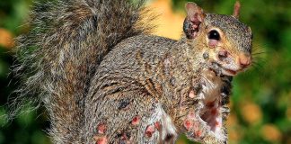 โZombie Squirrelsโ with oozing flesh terrify U.S. homeowners