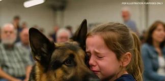 Little girl walks into police dog auction alone — what followed brought everyone to tears