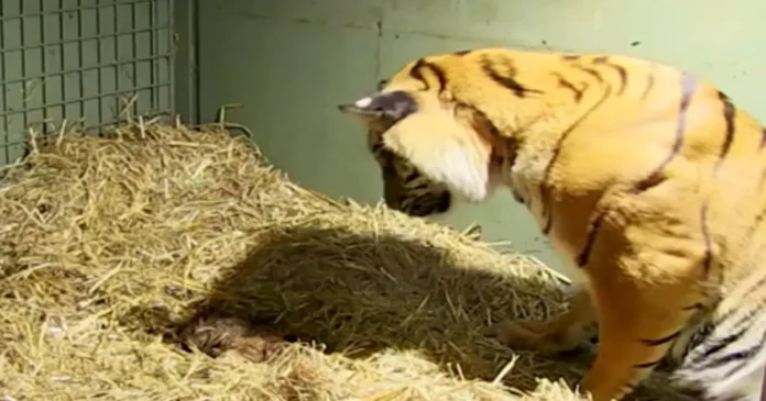Tiger gives birth to a lifeless cub only to have caretakers astonished when her mother's instincts kick in -