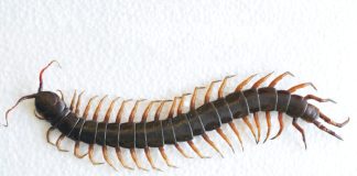 Why You Should Never Kill A House Centipede Inside Your House Again