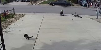 A Camera Was Set Up To Watch A Disabled Cat โ No One Expected What It Would Capture