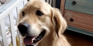 Nanny Claims Our Dog Went Crazy… But The Hidden Livestream On Her Tablet Told A Very Different Story