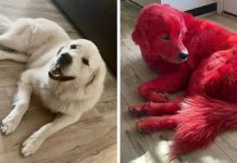 Woman dyes her Great Pyreneese dog bright red so he won’t get stolen