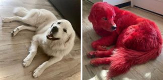 Woman dyes her Great Pyreneese dog bright red so he won’t get stolen