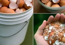 Boil eggshells and say goodbye to the …