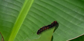 I Thought It Was Just A Leaf On My Floor—Until It Started Crawling