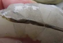 How To Prepare Shrimp and Why You Shouldn’t Eat That ‘Black Vein’