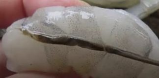 How To Prepare Shrimp and Why You Shouldn’t Eat That ‘Black Vein’