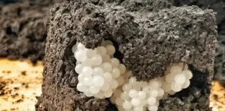 I found something strange in the yard – white, round balls: I was horrified when I realized what it was