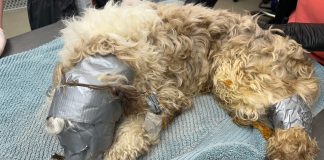Dog found in dumpster wrapped up in duct tape: “I have never seen anything like it”