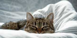 If your cat wants to sleep in your bed, the reason might surprise you