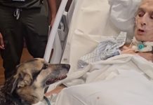 Terminally ill man enjoys final visit with German sherperds and shares his dying wish