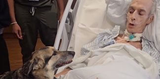 Terminally ill man enjoys final visit with German sherperds and shares his dying wish