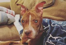 Blind pit bull regain her eyesight and sees her beloved foster parents for the first time