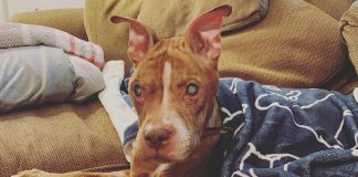 Blind pit bull regain her eyesight and sees her beloved foster parents for the first time